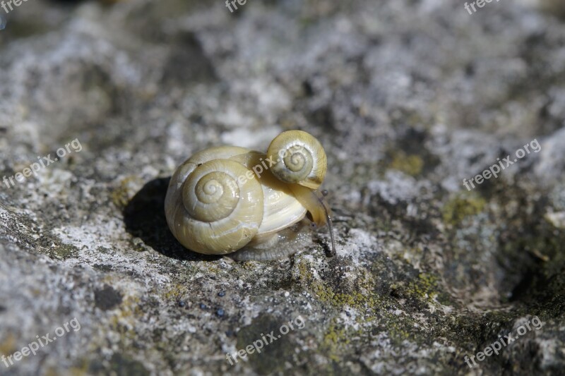 Snails Casing Molluscs Shell Reptiles