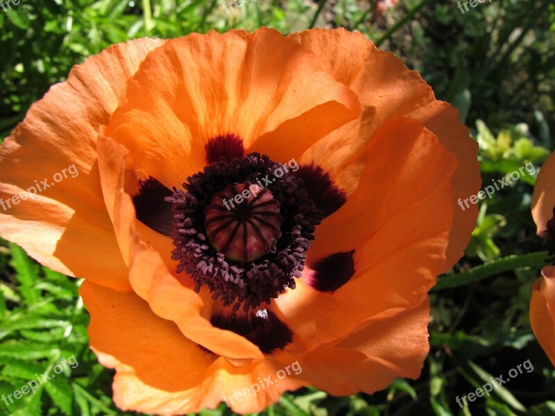 Poppy Flower Poppy Flower Red Poppy Blossom