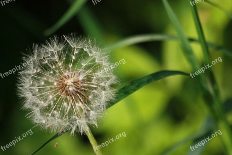 Dandelion Nuns The Delicacy Plant Sonchus Oleraceus