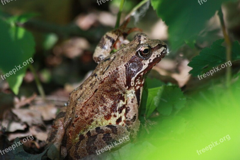 The Frog Forest Amphibian Nature Green