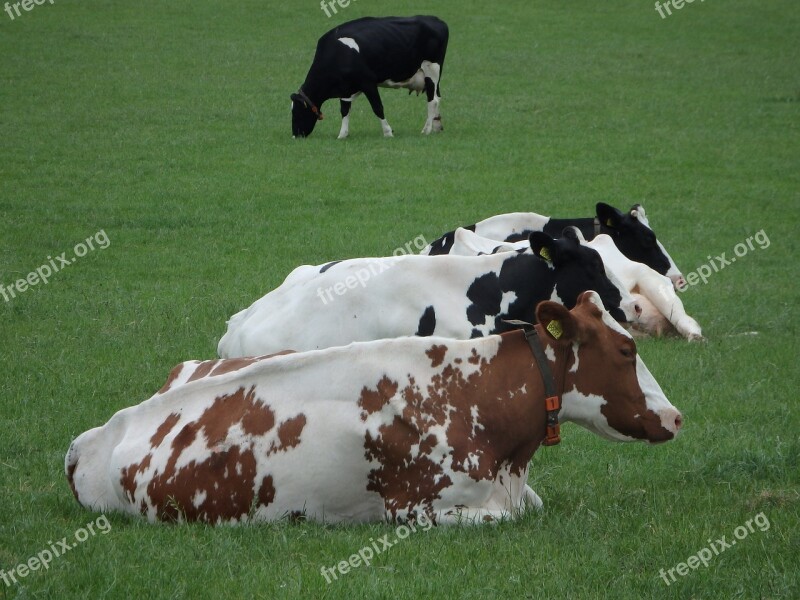 Cow Grass Browser Pasture Mammal