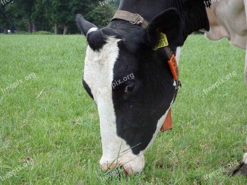 Cow Grass Browser Pasture Mammal