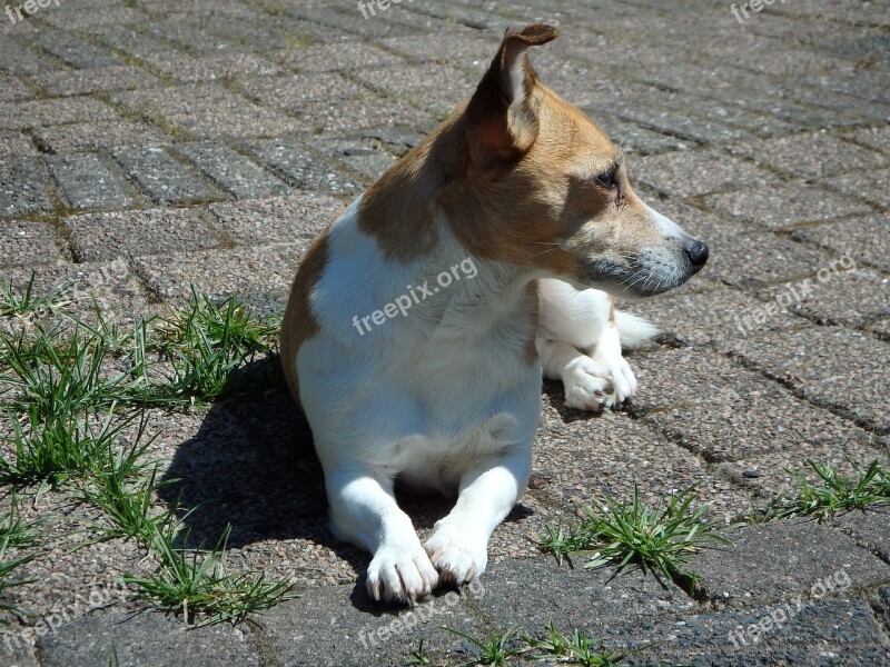 Dog Garden Jack Russell Grass Animals