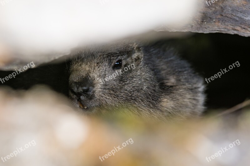 Marmot Animal Mountain Wildlife Cute