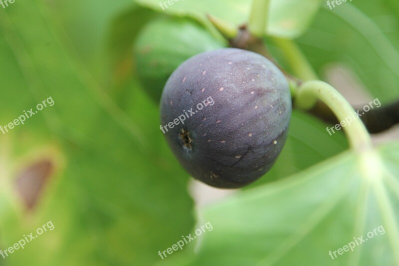 Fig Fig Tree Fruit Eat Tree