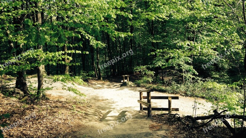 Away Forest Trees Nature Forest Path