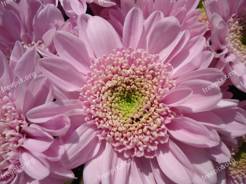 Flower Chryzanténa Purple Chryzanthemum Free Photos