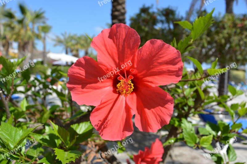 Plant Flower Nature Red Flora