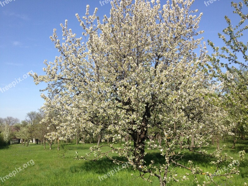 Tree Cherry Tree Fruit Spring Blossom