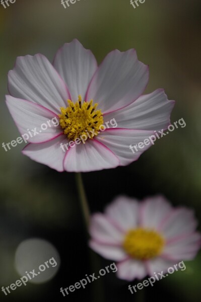 Flower Cosmos Pink Annual Mood