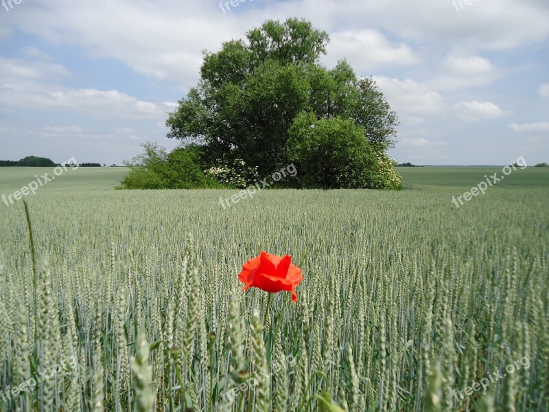 Field Tree Grain Green Red Weed