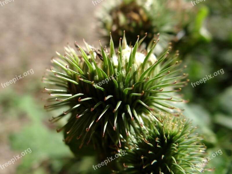 Burdock Barb Plant Wanted To Head Cats Prickly