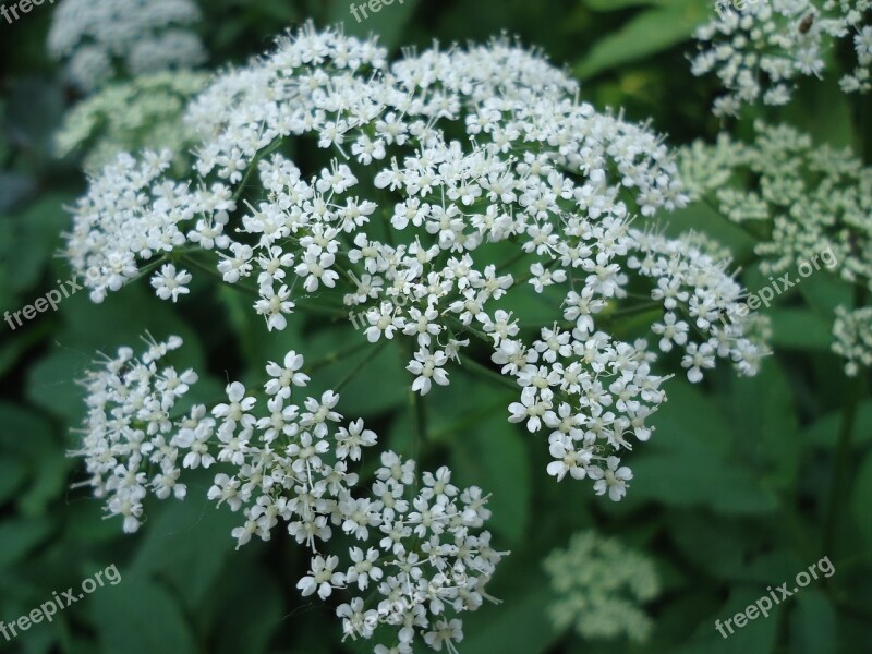 Flower White Plant White Flower Free Photos