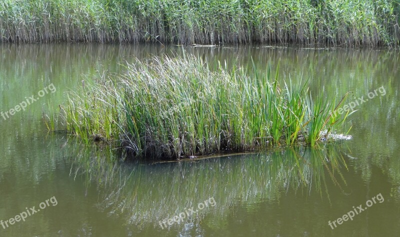 Island Grass Landscape Nature Grasses