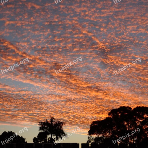 Sunset Palm Tree Sky Red Silhouette