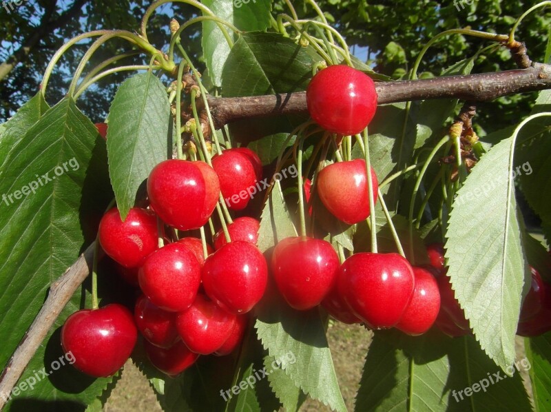 Cherries Fruit Red Mature Eating Healthy