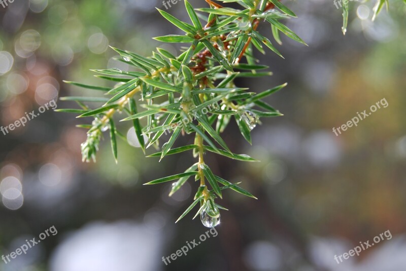 Sprig A Drop Of Conifer Free Photos