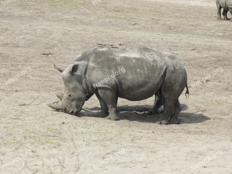 Rhino White Rhino Animal Free Photos