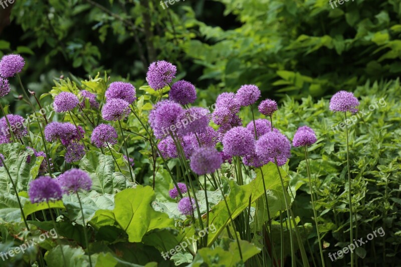 Flower Perennials Plant Allium Nature