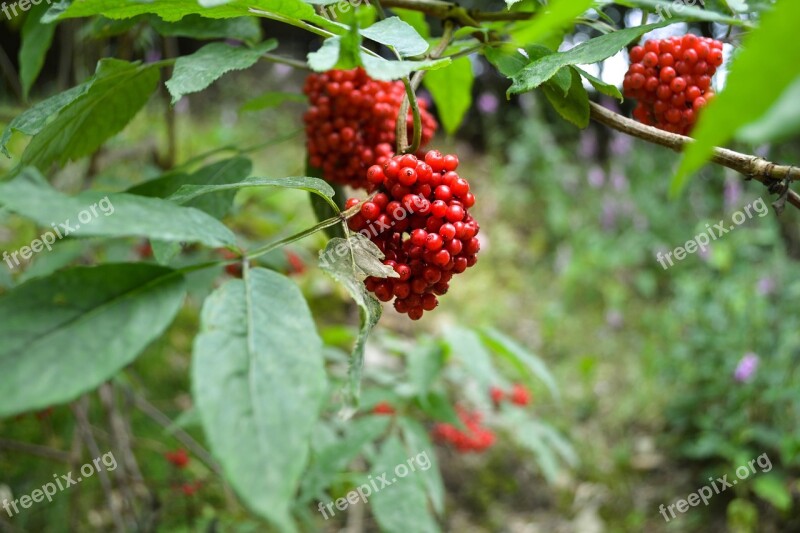 Berries Bush Red Rowanberries Tree