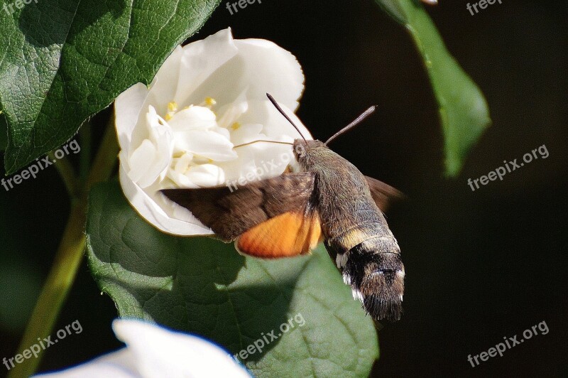 Hummingbird Hawk Moth Butterfly Moth Insect Wing