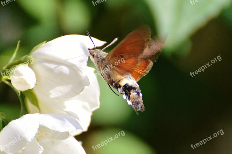 Hummingbird Hawk Moth Butterfly Moth Insect Wing