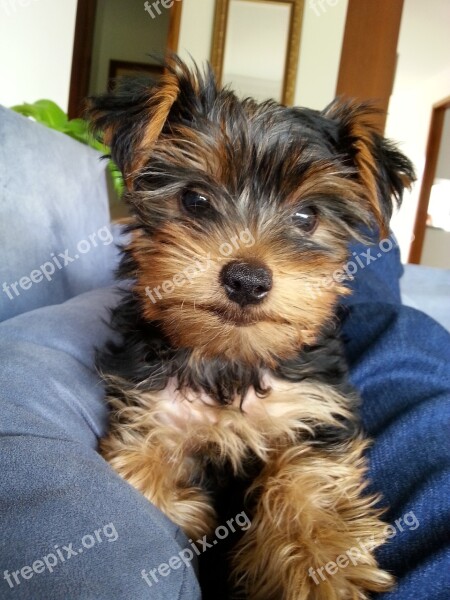 Dog Blue Chair Yorkie Hairy