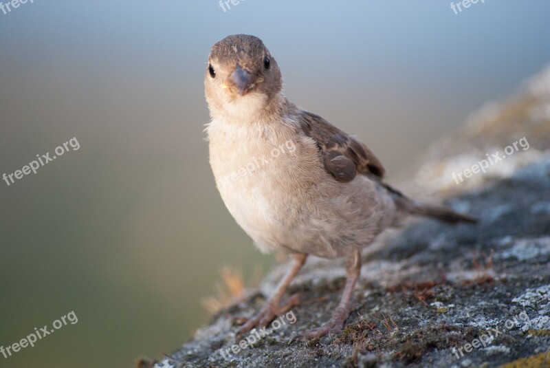 Sparrow Bird Sperling Feather Close Up