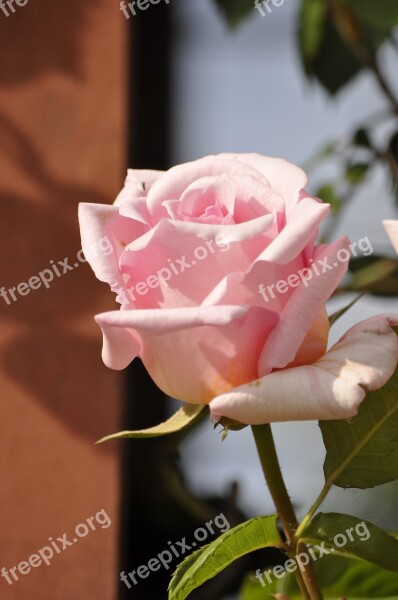 Rosa Pink Flower Flowers Free Photos