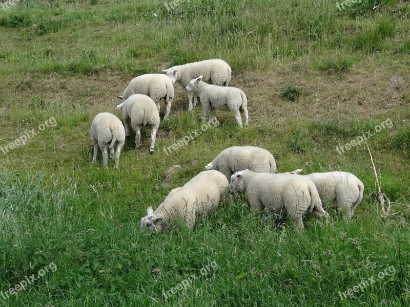 Lamb Sheep Nature Landscape Animal