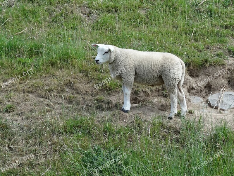 Lamb Sheep Nature Landscape Animal