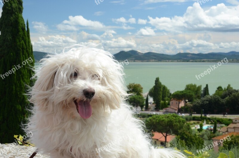 Dog Hairy White Maltese View