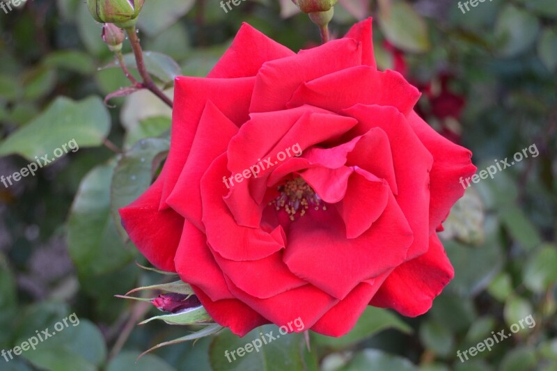 Rose Nature Plant Flower Blossom