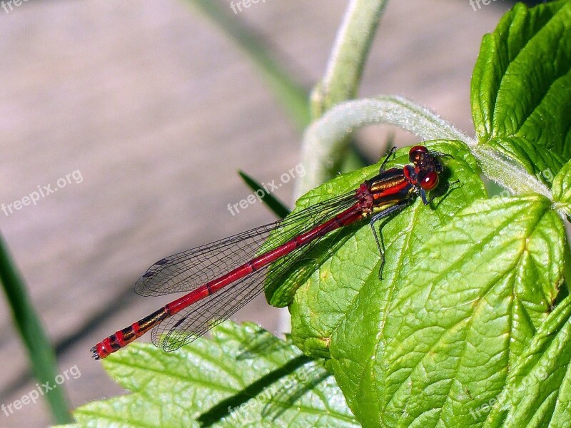 Early Adonis Dragonfly Dragonfly Adonis Maiden Pyrrhosoma Nymphula Males