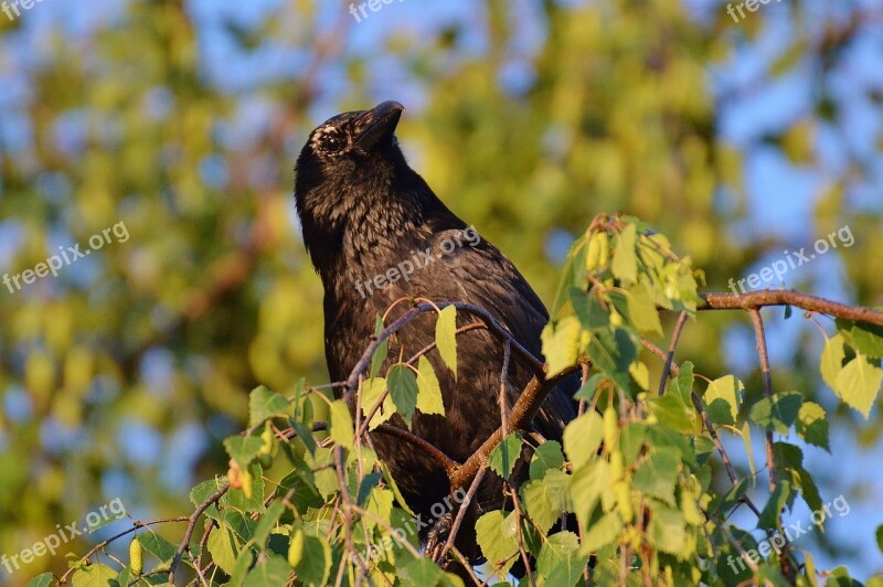 Crow Raven Raven Bird Black Bill