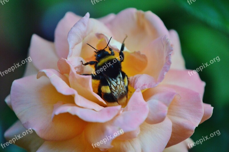 Hummel Insect Close Up Nature Flowers