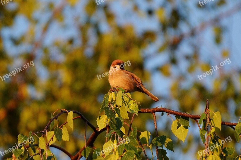 Sparrow Bird Feather Sperling Nature