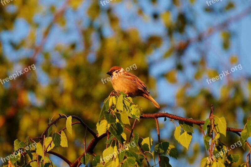 Sparrow Bird Feather Sperling Nature