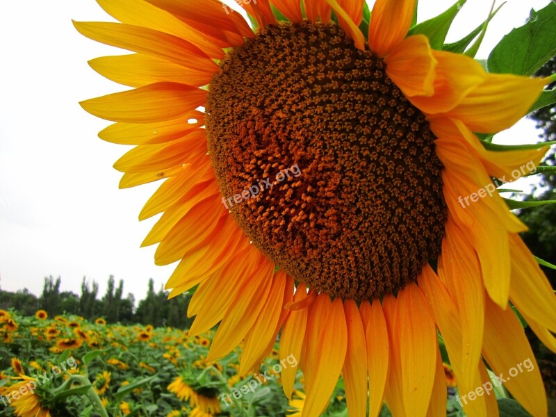 Sunflower Field Flower Plants Natue