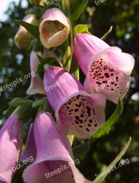 Foxglove Flower Pink Purple Flower Free Photos