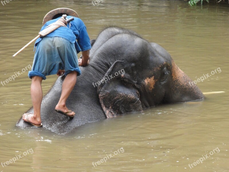 Elephant Bad Thailand Lampang Free Photos