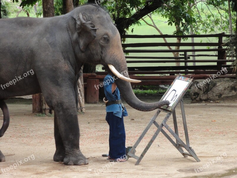 Elephant Paint Thailand Lampang Free Photos