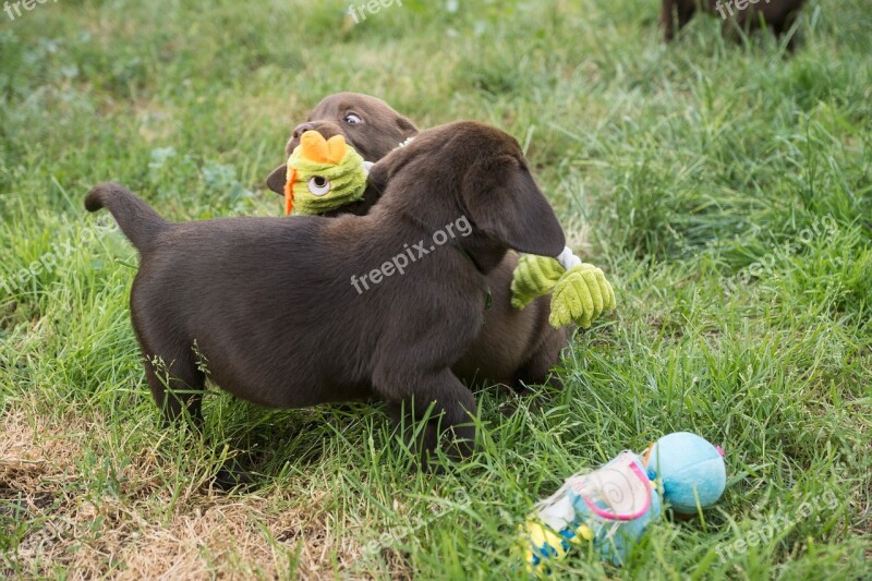 Labrador Chocolate Puppy Free Photos