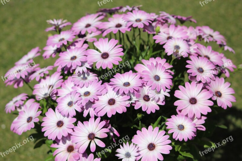 Purple Flowers Violet Flowers Pink Flowers Violet Flower Nature