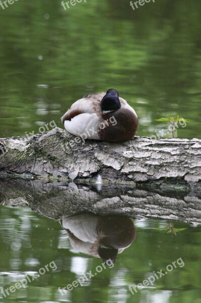 Duck Water Forest Green Water Bird