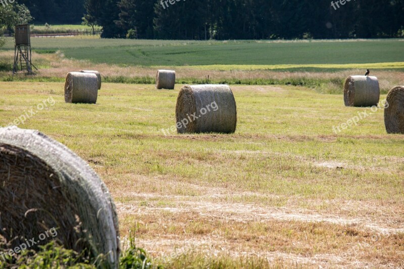 Hay Hay Bales Bale Harvest Round Bales