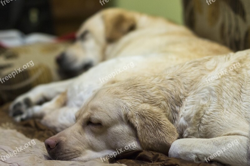 Labrador Wet Dog Sleeping Dog Free Photos