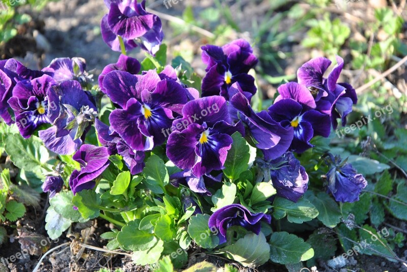 Viola Flower Spring Garden Plant Green