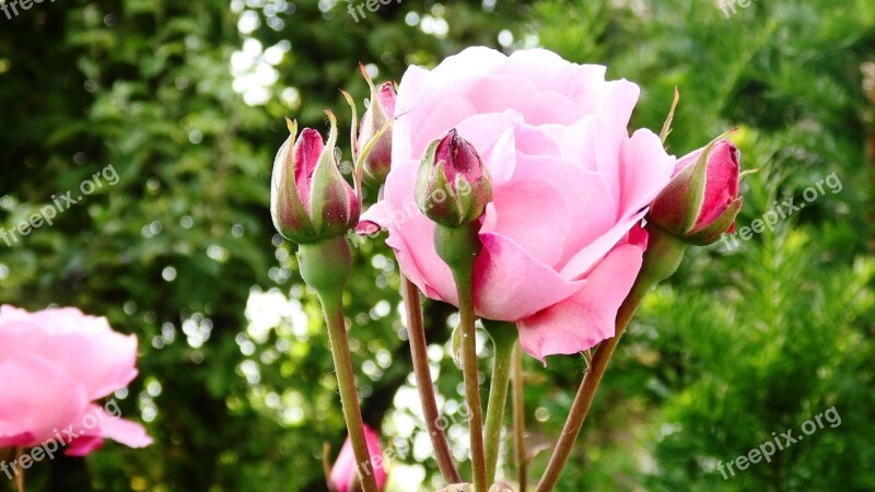 Rose Flower Nature Pink Free Photos