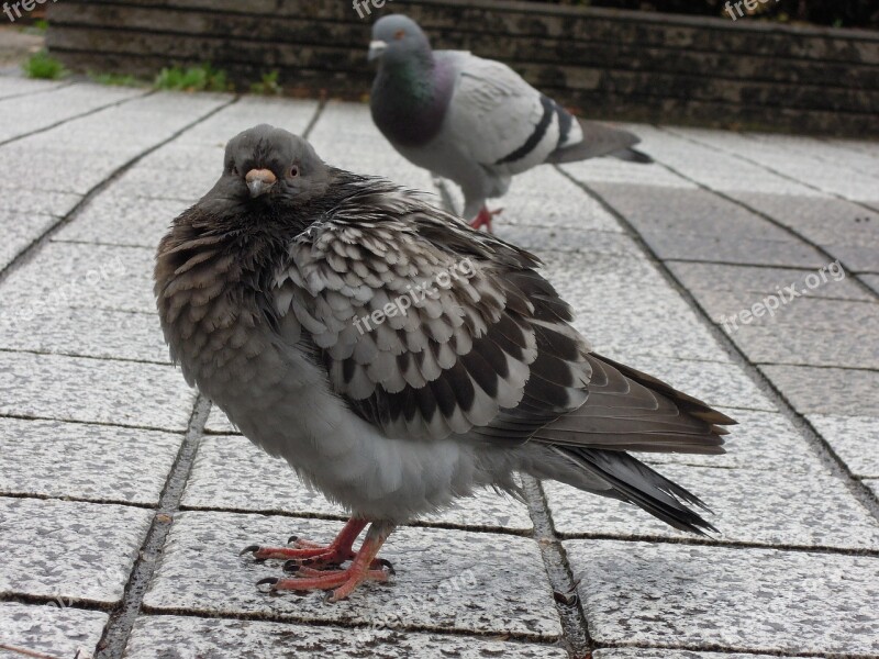 Dove Bird Pigeons Flock Free Photos